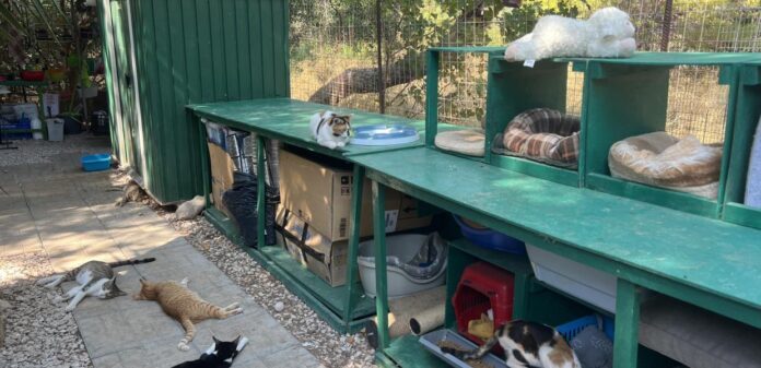 kallithea-cats_14