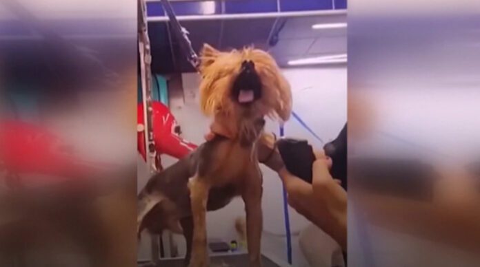 groomer