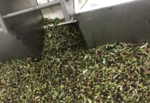 Ξεκινά ο διαγωνισμός δακοκτονίας στα Δωδεκάνησα