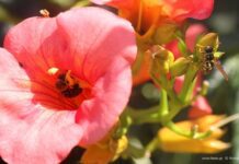 Η Ρόδος σε ρυθμούς Ανθεστηρίων – Διαγωνισμός για την ομορφότερη αυλή