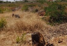 Ακαθάριστα οικόπεδα: Τι προβλέπει η νέα ΚΥΑ – Οι προθεσμίες, οι υποχρεώσεις και τα πρόστιμα