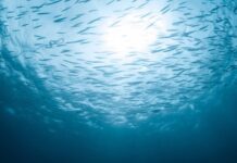 Ρόδος: Ο ρόλος του έργου MECCAM στην αντιμετώπιση του λαγοκέφαλου