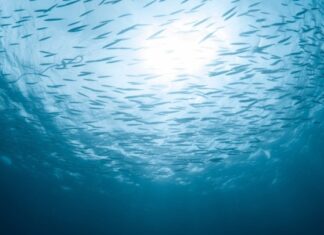 Ρόδος: Ο ρόλος του έργου MECCAM στην αντιμετώπιση του λαγοκέφαλου