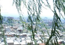 Πόσα δέντρα βλέπετε από το μπαλκόνι σας; Ο κανόνας 3-30-300 και το «πράσινο» ταξικό χάσμα