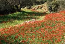 Καιρός: Άνοιξη… σε αναμονή – Σενάρια για ψυχρή εισβολή μετά την Πρωτομαγιά, τι δείχνουν τα προγνωστικά μοντέλα