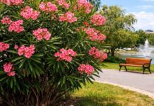 Πικροδάφνη: Ο Πρόεδρος της Ελληνικής Βοτανικής Εταιρείας, το ξήλωμα και την αναδίπλωση ΕΟΔΥ