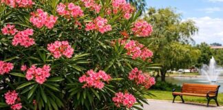 Πικροδάφνη: Ο Πρόεδρος της Ελληνικής Βοτανικής Εταιρείας, το ξήλωμα και την αναδίπλωση ΕΟΔΥ