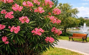 Πικροδάφνη: Ο Πρόεδρος της Ελληνικής Βοτανικής Εταιρείας, το ξήλωμα και την αναδίπλωση ΕΟΔΥ