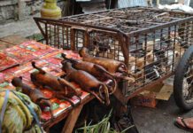 Βρίθουν ζωονόσων οι αγορές άγριων ζώων – Προειδοποίηση για νέες πανδημίες