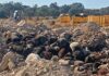 Αφθώδης πυρετός στη Λέσβο: Υγειονομική βόμβα ο ΧΥΤΑ – Μισοθαμμένα νεκρά ζώα