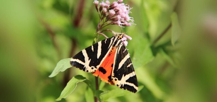 butterflies-valley-panaxia