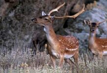 «Σε κατάσταση εκτάκτου ανάγκης ο πρωτογενής τομέας στη Ρόδο» – Καταγγελίες για τις ζημιές από τα ελάφια