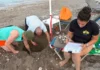 Τουρίστες είδαν χελωνάκια Caretta caretta να βγαίνουν μέσα από άμμο σε παραλία της Ρόδου