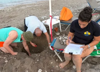 Τουρίστες είδαν χελωνάκια Caretta caretta να βγαίνουν μέσα από άμμο σε παραλία της Ρόδου