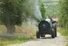 Ρόδος: Ξεκινούν στις 4 Οκτωβρίου οι ψεκασμοί για τον δάκο της ελιάς σε 11 Δημοτικές Κοινότητες