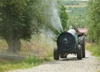 Ρόδος: Ξεκινούν στις 4 Οκτωβρίου οι ψεκασμοί για τον δάκο της ελιάς σε 11 Δημοτικές Κοινότητες